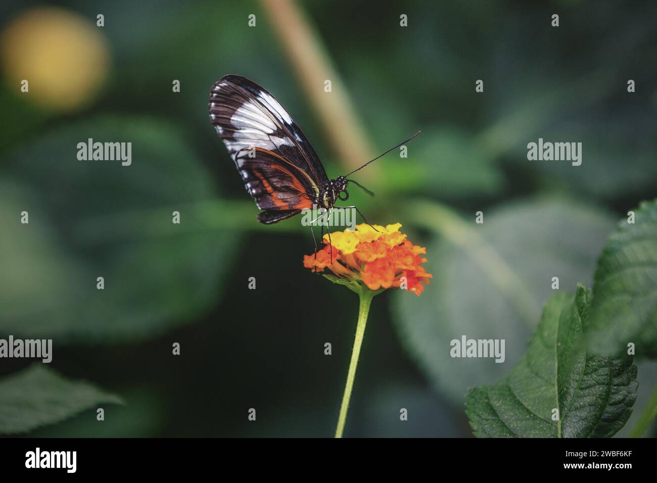 Una mariposa transparente con rayas negras se sienta en una flor de naranja, el zoológico de Krefeld, Krefeld, Renania del Norte-Westfalia, Alemania Foto de stock