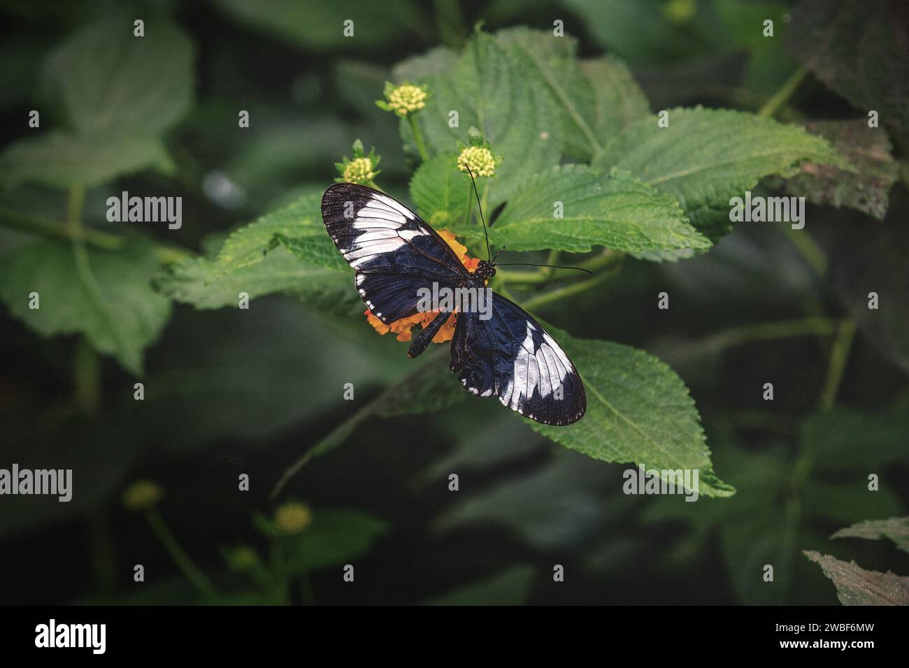 Una mariposa negra con manchas naranjas y blancas en una hoja verde, el zoológico de Krefeld, Krefeld, Renania del Norte-Westfalia, Alemania Foto de stock