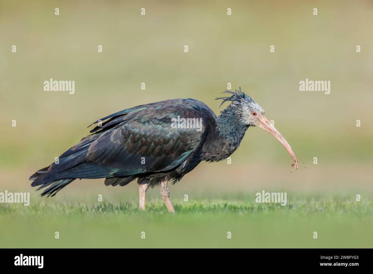 Muy raras y vulnerables hembras Northern Bald Ibis, Geronticus eremita, Kassiopeia, alimentando en Baden-Württemberg/Alemania Foto de stock