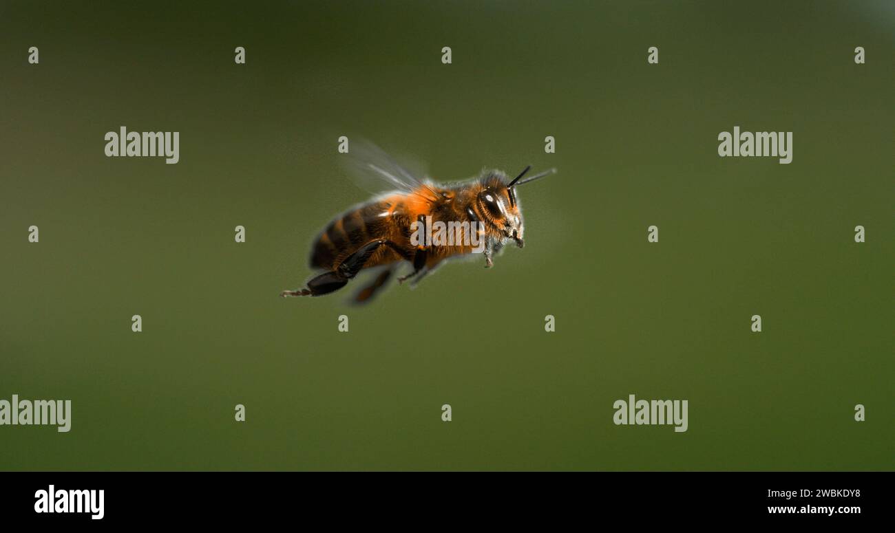 Abeja de miel europea, apis mellifera, abeja negra en vuelo, Normandía Foto de stock