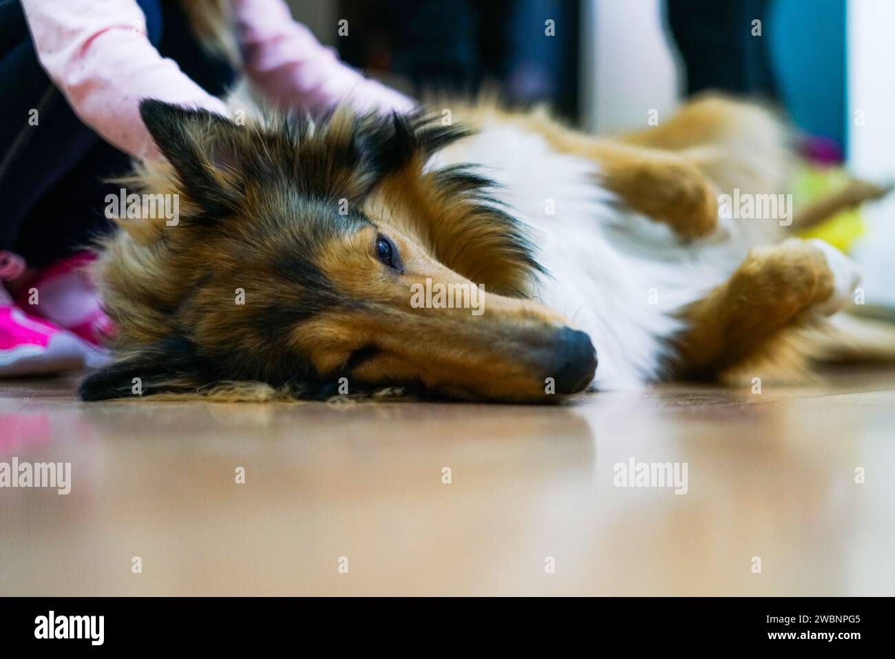 Joven perro Collie de capa larga que se relaja en casa. Foto de stock