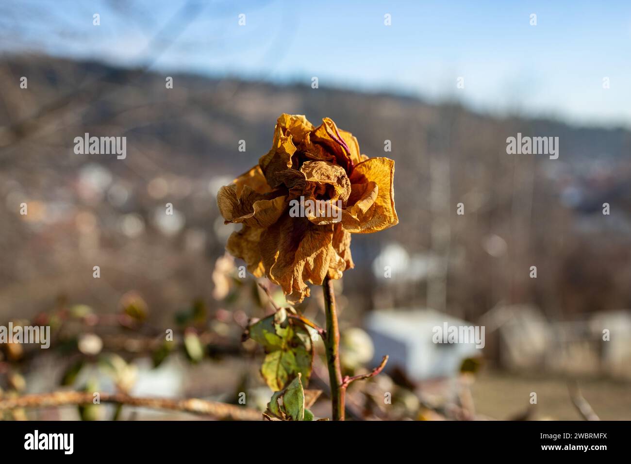 Rosa seca contra la vista de la montaña borrosa en el fondo Foto de stock