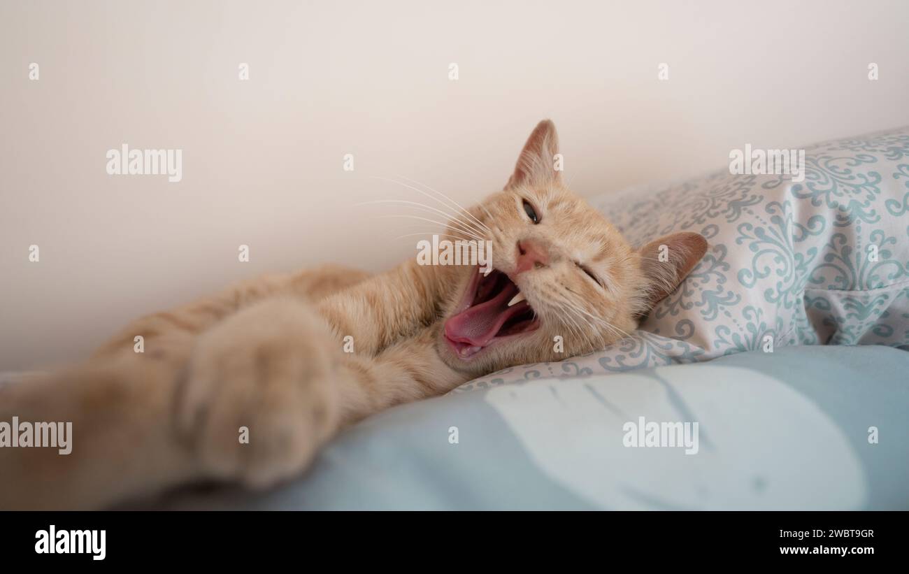Vista de cerca de un gato de color mandarina acostado en almohadas de color azul claro, bostezando y mirando hacia la cámara sobre fondo blanco Foto de stock