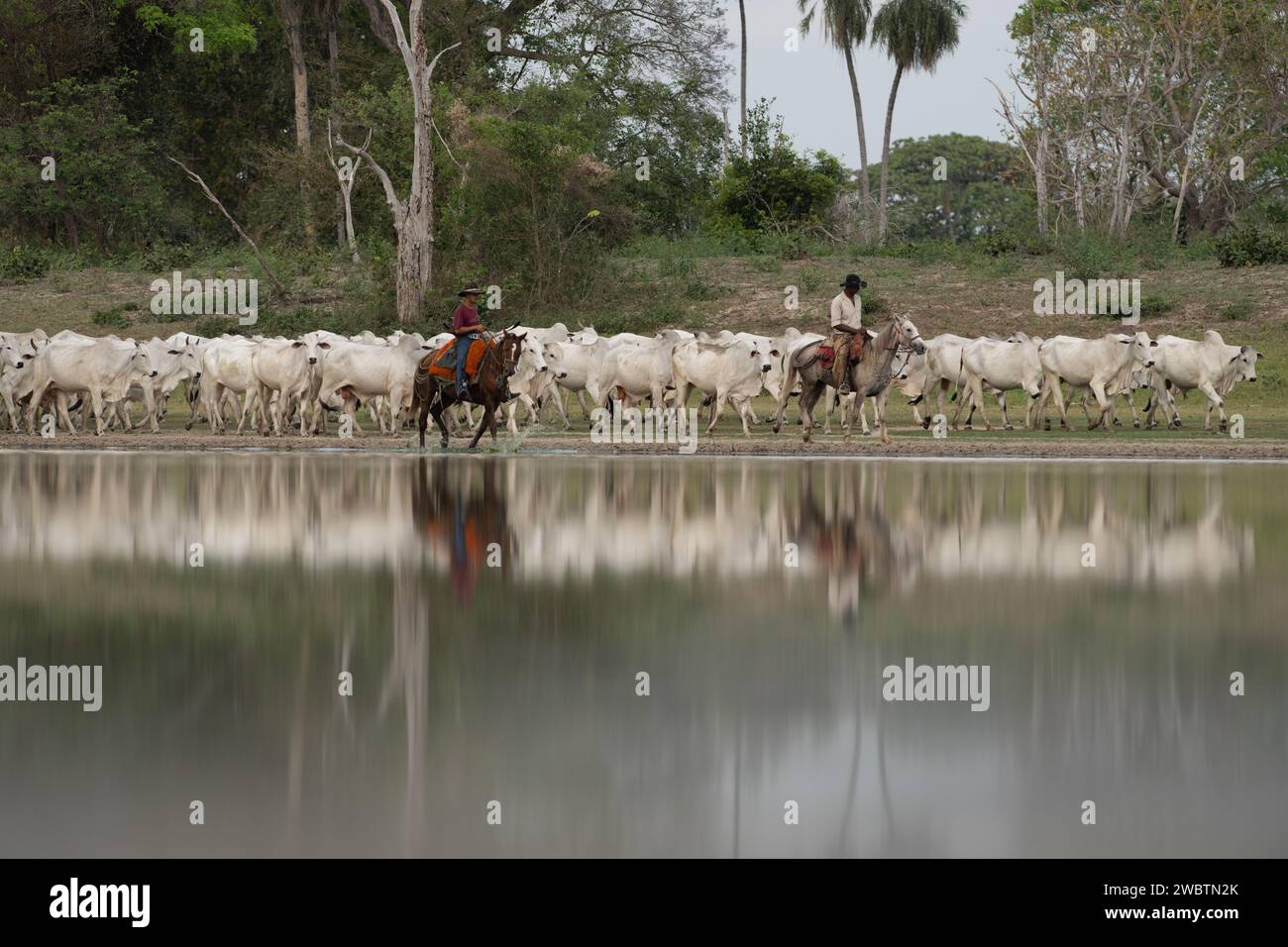 Vaquero Pantaneiro liderando una campaña de ganado a través de Pantanal del Sur, Brasil Foto de stock