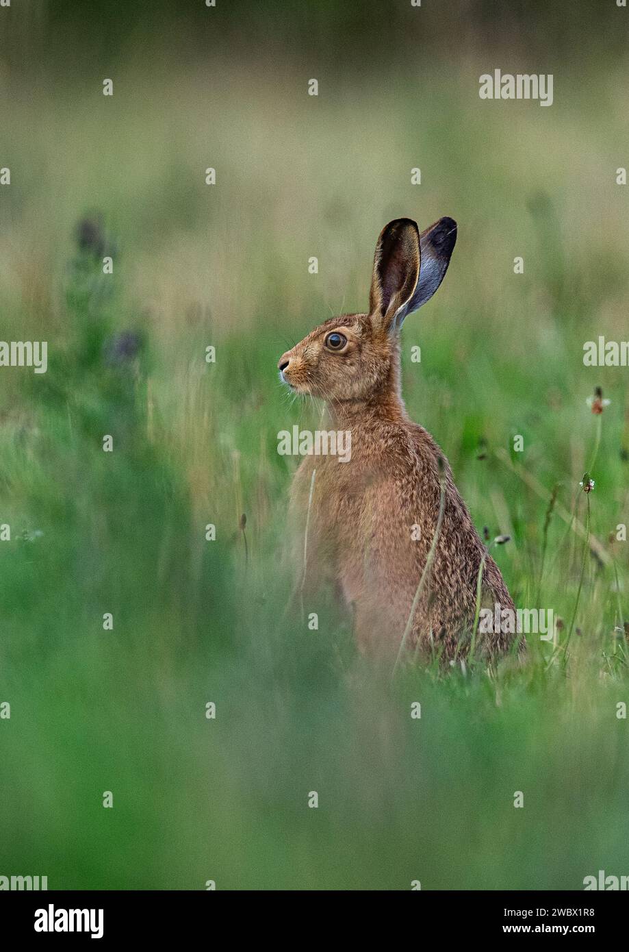 Una imagen atmosférica de una liebre marrón (Lepus europaeus) sentada observando entre los plátanos y las hierbas largas. Suffolk, Reino Unido Foto de stock