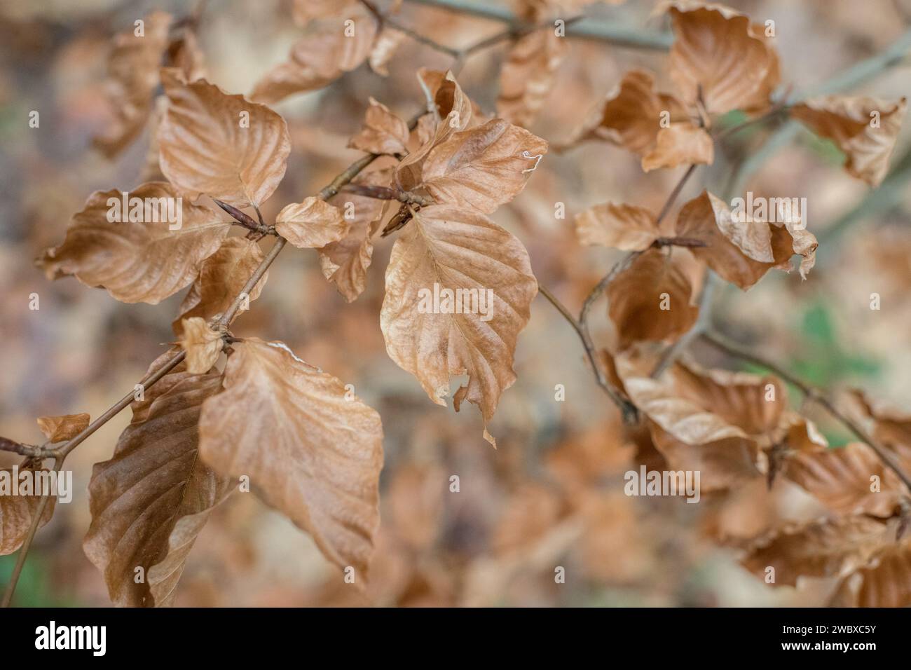 Hojas de hayas cambiando su color en la temporada de invierno. Foto de stock