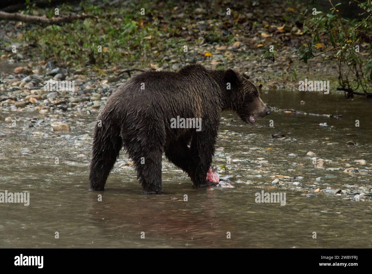 Oso Grizzly en las orillas del río Orford cerca de Bute Inlet en el distrito regional de Strathcona en la parte continental de Columbia Británica en Canadá. Foto de stock