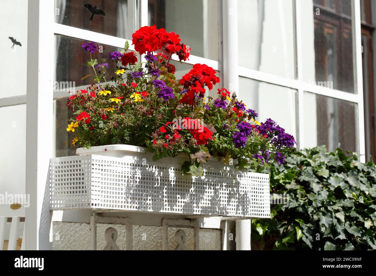 Caja de flores blancas con flores coloridas en una ventana, Alemania Foto de stock