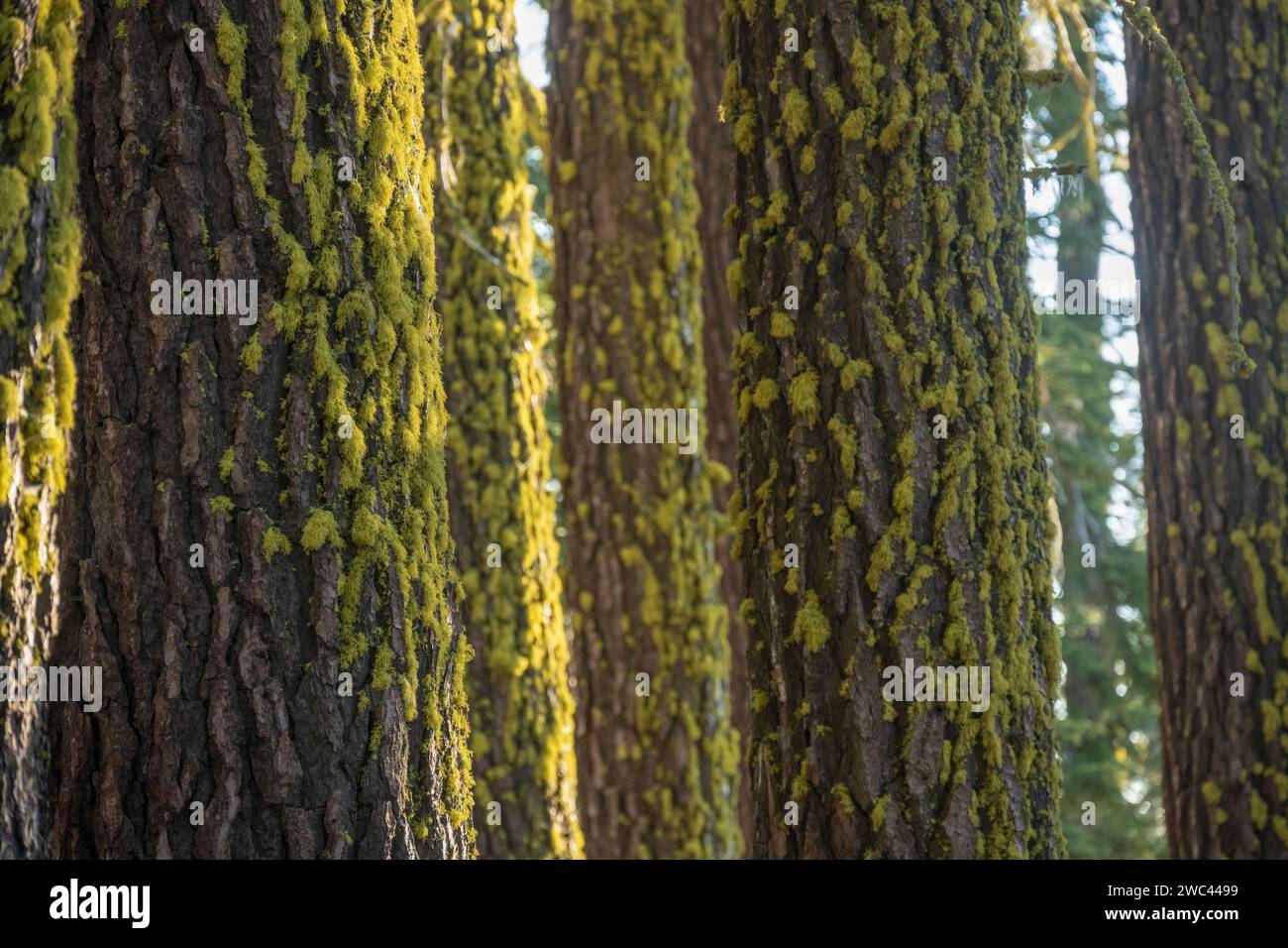 Lumpy Moss cubre árboles en el bosque volcánico de Lassen Foto de stock