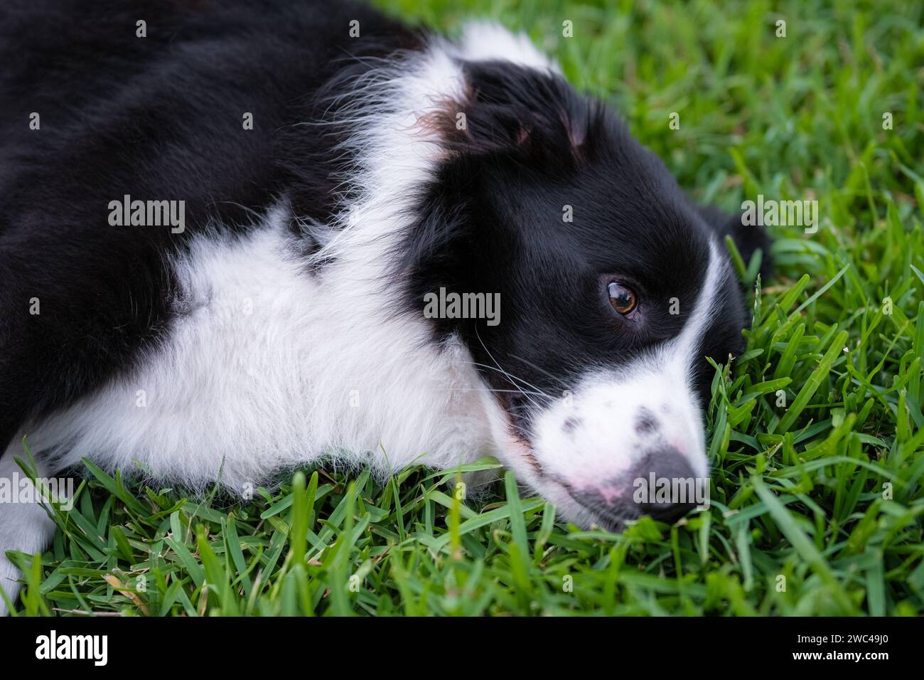 Cachorro Border Collie. Retrato de un perro descansando en la hierba en el parque. Canino cansado tendido en el suelo. Foto de stock