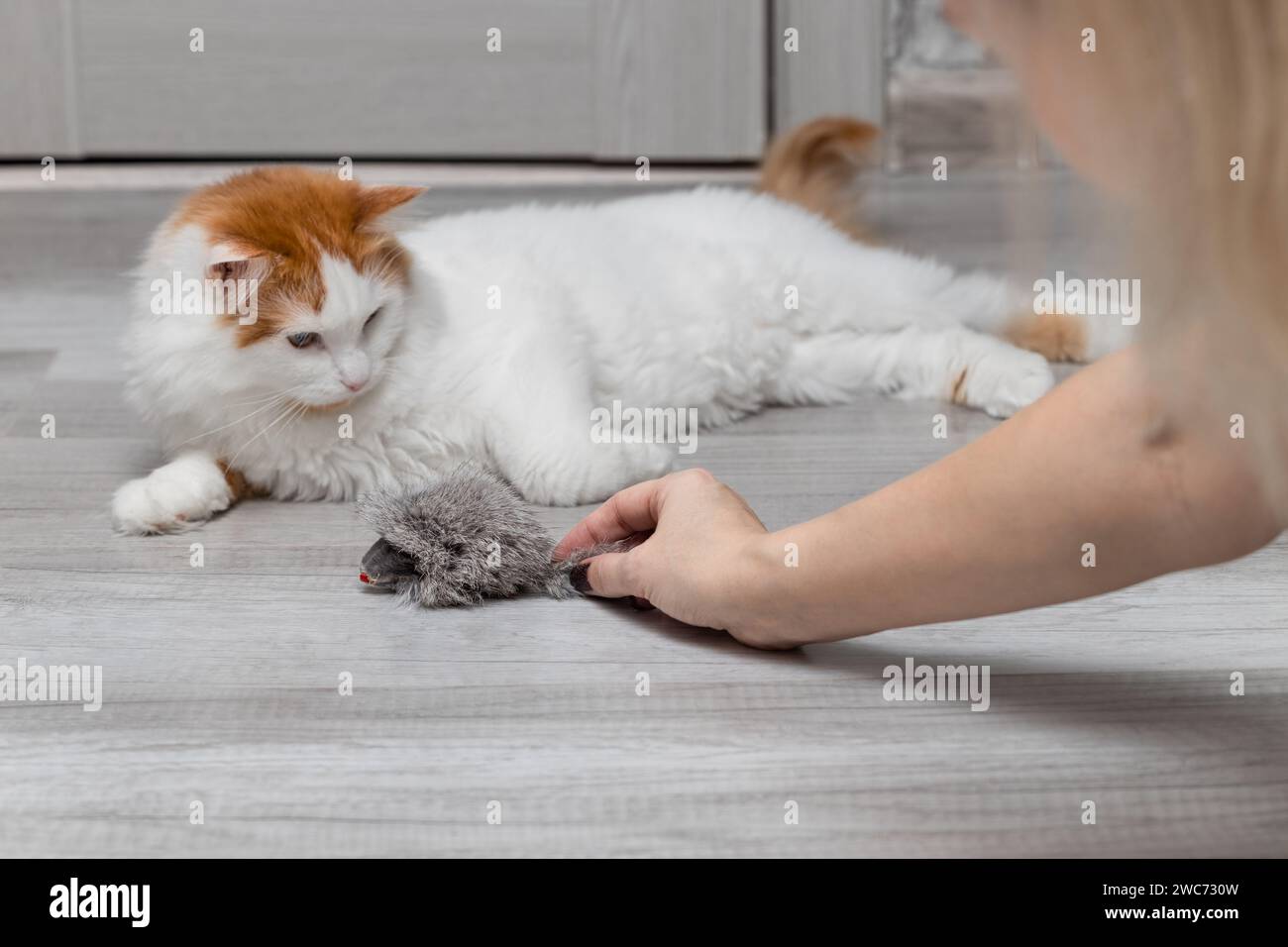 mujer juega con el gato burlándose de ella con el ratón de juguete. ratón de juguete para gato. hombre jugando con el gato Foto de stock