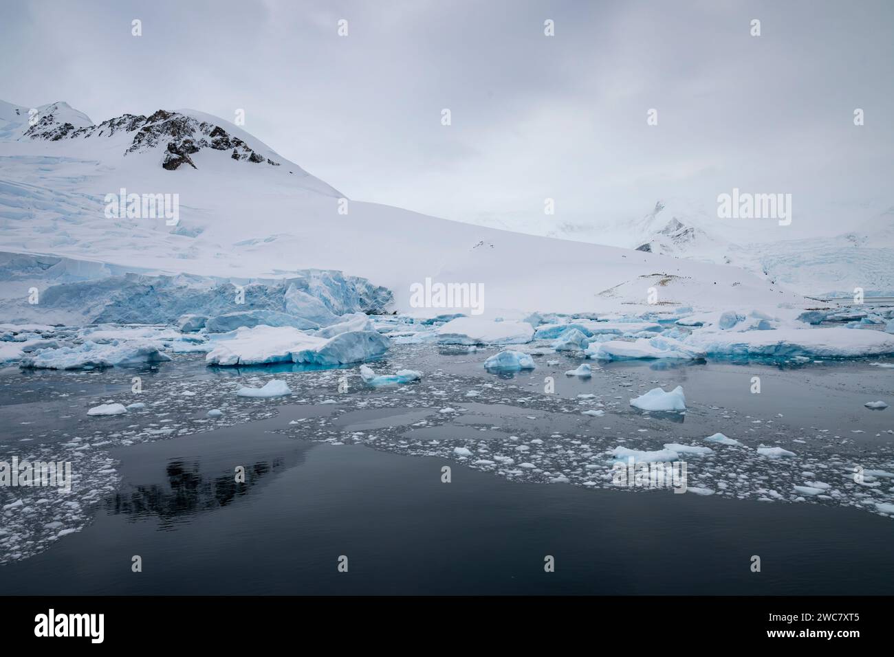 Neko Harbor, Antártida, agua llena de hielo, icebergs, glaciares que parcen más hielo, colonia de cría de pingüinos Gentoo, rodeado de picos nevados Foto de stock