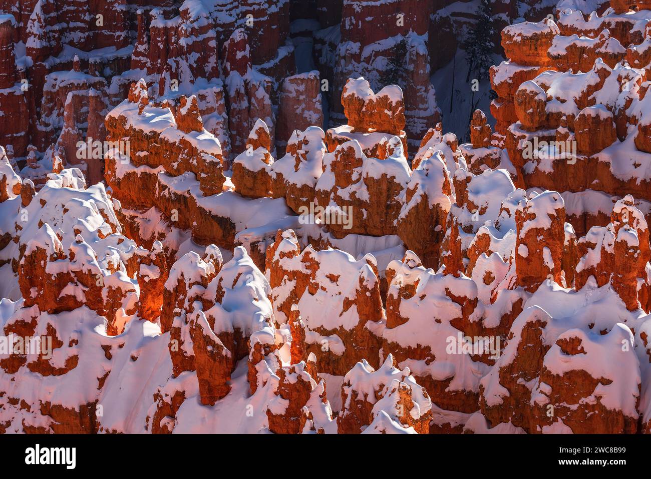 Hoodoos cubiertos de nieve en el Parque Nacional Bryce Canyon, Utah Foto de stock