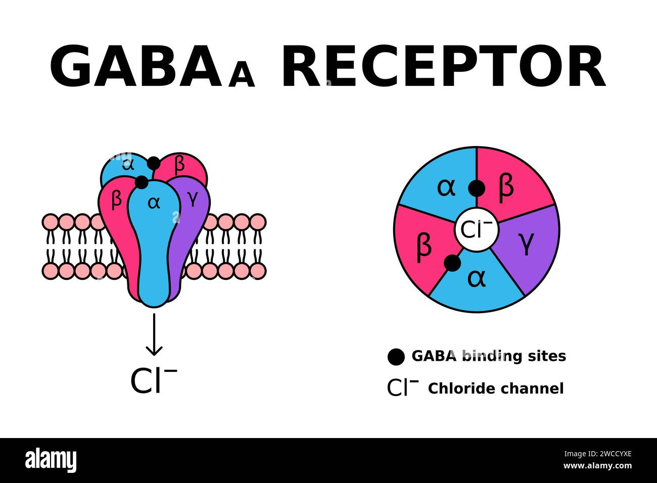 Receptor de GABA. Los receptores GABAA responden al neurotransmisor ...