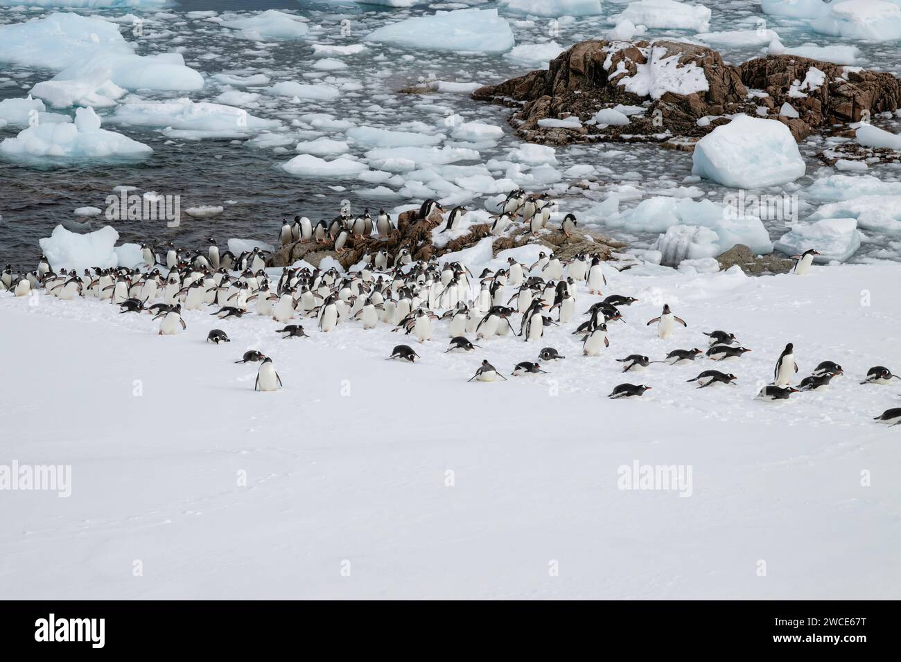 Los pingüinos Gentoo llegan a los criaderos, el puerto de Neko, la Antártida, caminan en la nieve y el hielo para encontrar el lugar de anidación, en la orilla después de salir del agua Foto de stock