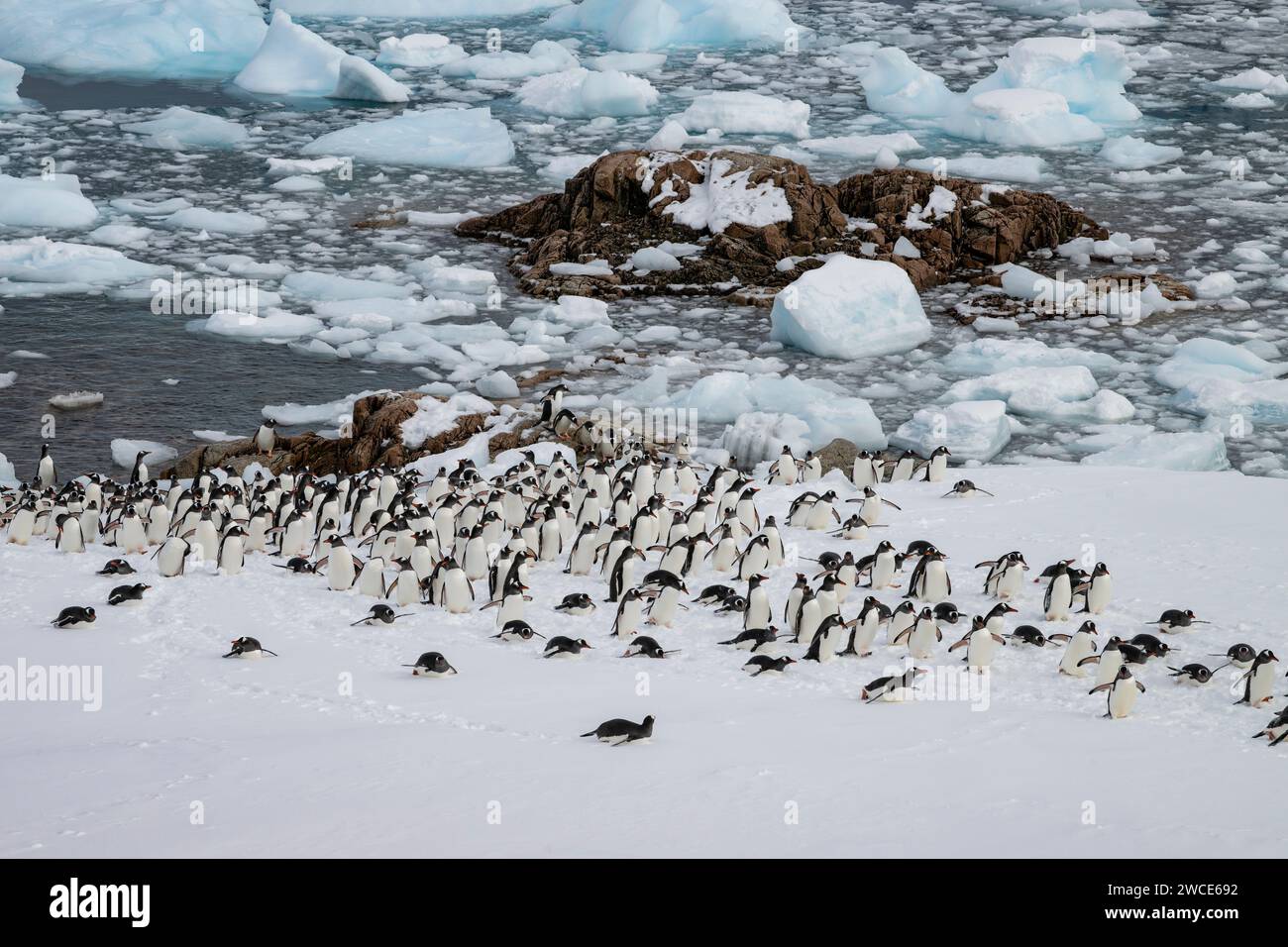 Los pingüinos Gentoo llegan a los criaderos, el puerto de Neko, la Antártida, caminan en la nieve y el hielo para encontrar el lugar de anidación, en la orilla después de salir del agua Foto de stock