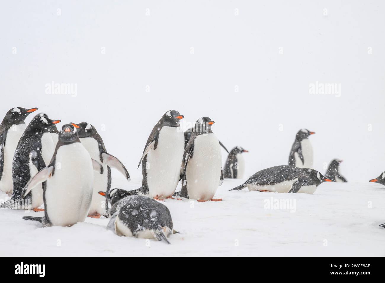 Los pingüinos de Gentoo en los caladeros de cría, la isla de Cuverville, la Antártida, caminan en la nieve y el hielo para encontrar el lugar de anidación, de pie durante la tormenta de nieve Foto de stock