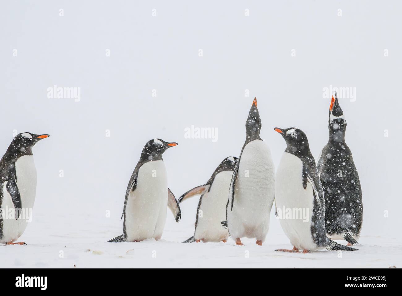 Los pingüinos de Gentoo en los caladeros de cría, la isla de Cuverville, la Antártida, caminan en la nieve y el hielo para encontrar el lugar de anidación, de pie durante la tormenta de nieve Foto de stock