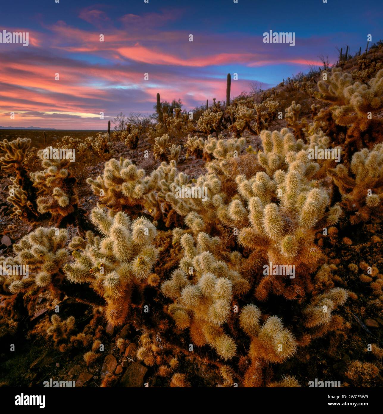 Puesta de sol, Jardín Cholla, Montañas Bates, Organ Pipe Cactus National Monument, Arizona Foto de stock