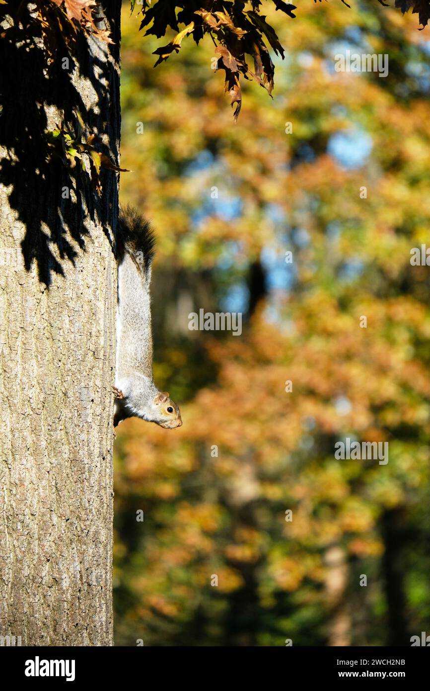 Ardilla posada en una rama de árbol: Un momento encantador en la naturaleza que captura la esencia ágil y viva de esta criatura peluda en su hábitat arbóreo Foto de stock