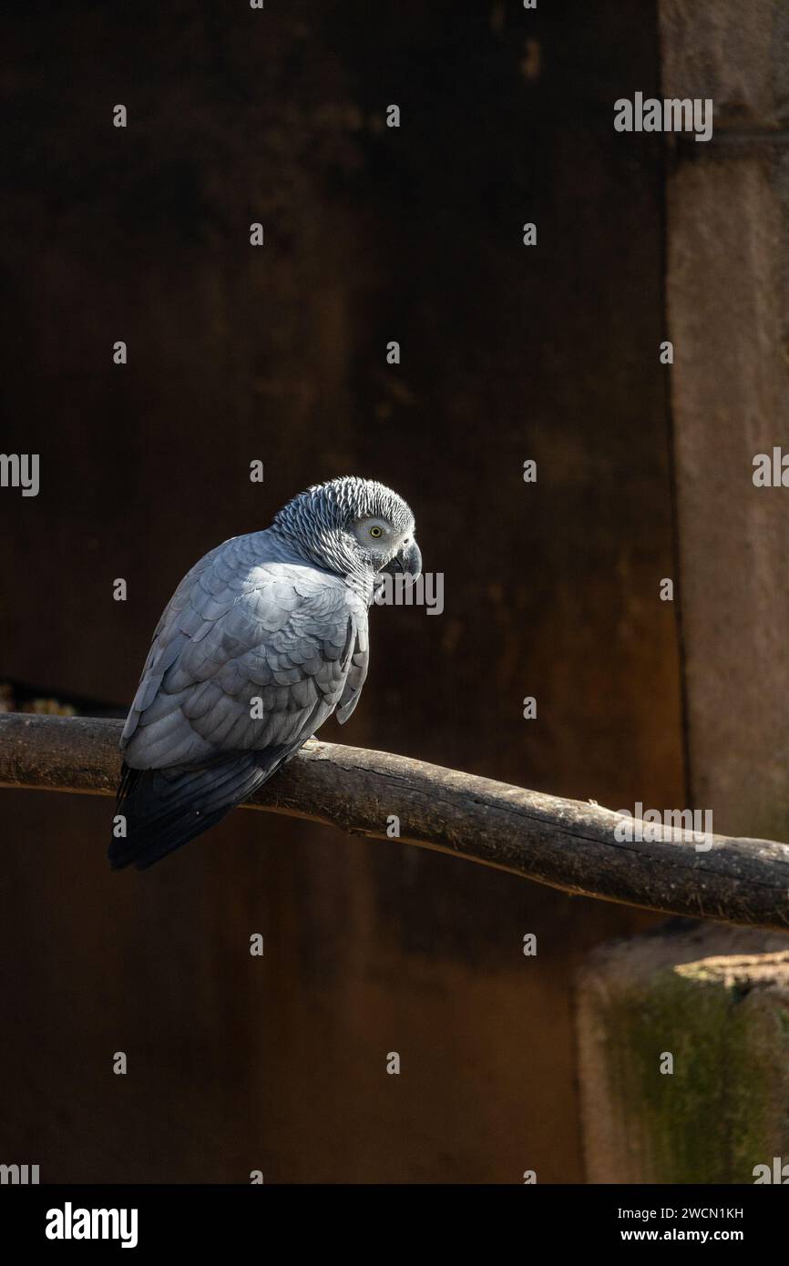 En medio de las exuberantes selvas de África Central, el inteligente zorro gris (Psittacus erithacus) cautiva con su plumaje vibrante y notable comunal Foto de stock