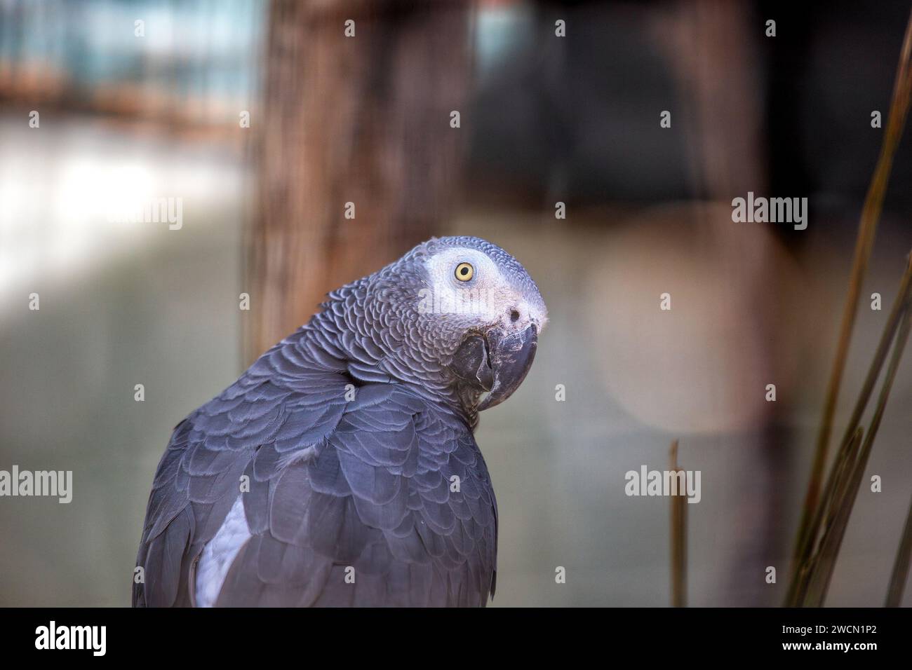 En medio de las exuberantes selvas de África Central, el inteligente zorro gris (Psittacus erithacus) cautiva con su plumaje vibrante y notable comunal Foto de stock