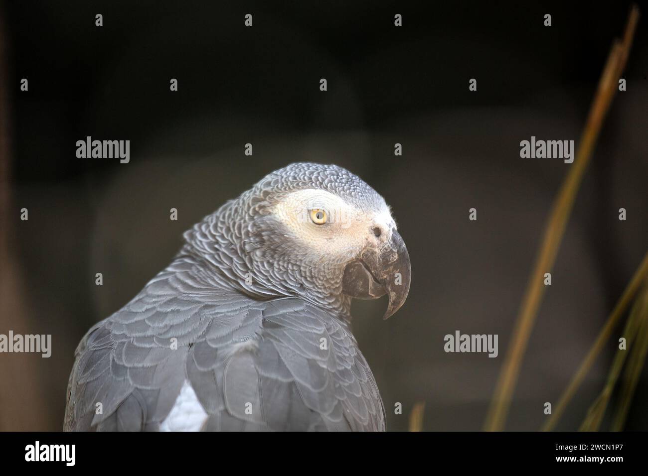 En medio de las exuberantes selvas de África Central, el inteligente zorro gris (Psittacus erithacus) cautiva con su plumaje vibrante y notable comunal Foto de stock