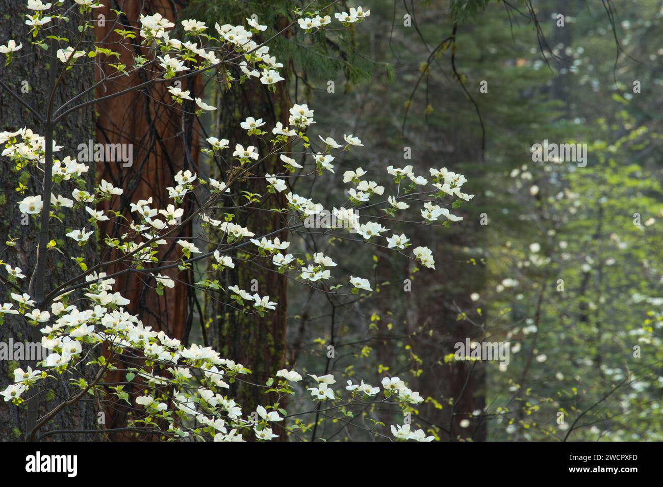 Pacific dogwood, Calaveras Big Trees State Park, Ebbetts Pass National Scenic desviación, California Foto de stock