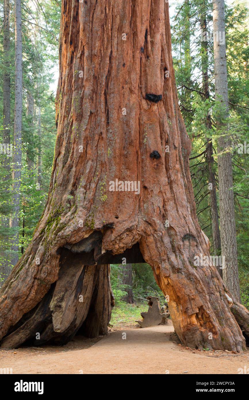 Pioneer Cabin Tree, Calaveras Big Trees State Park, Ebbetts Pass National Scenic Byway, California Foto de stock