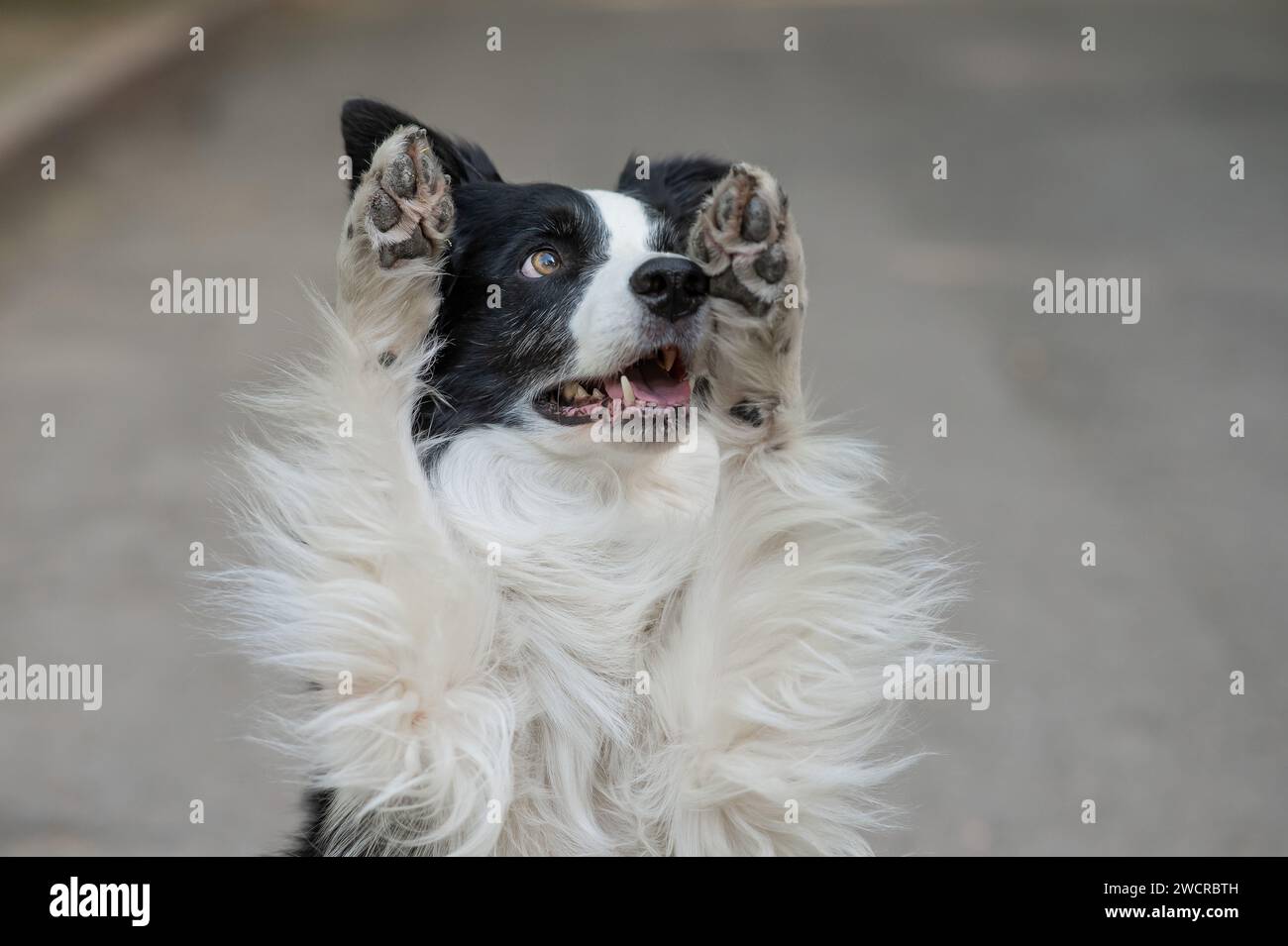 los border collies son buenos con los conejos