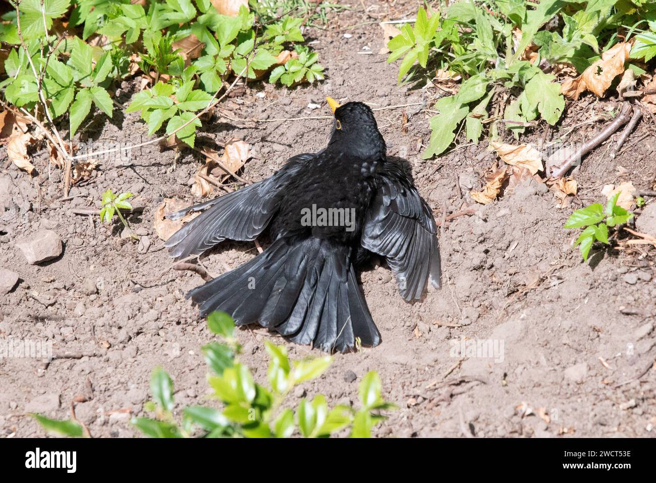 Blackbird - turdus merula - macho, tomando el sol en el Reino Unido - parte del mantenimiento de rutina de plumas Foto de stock