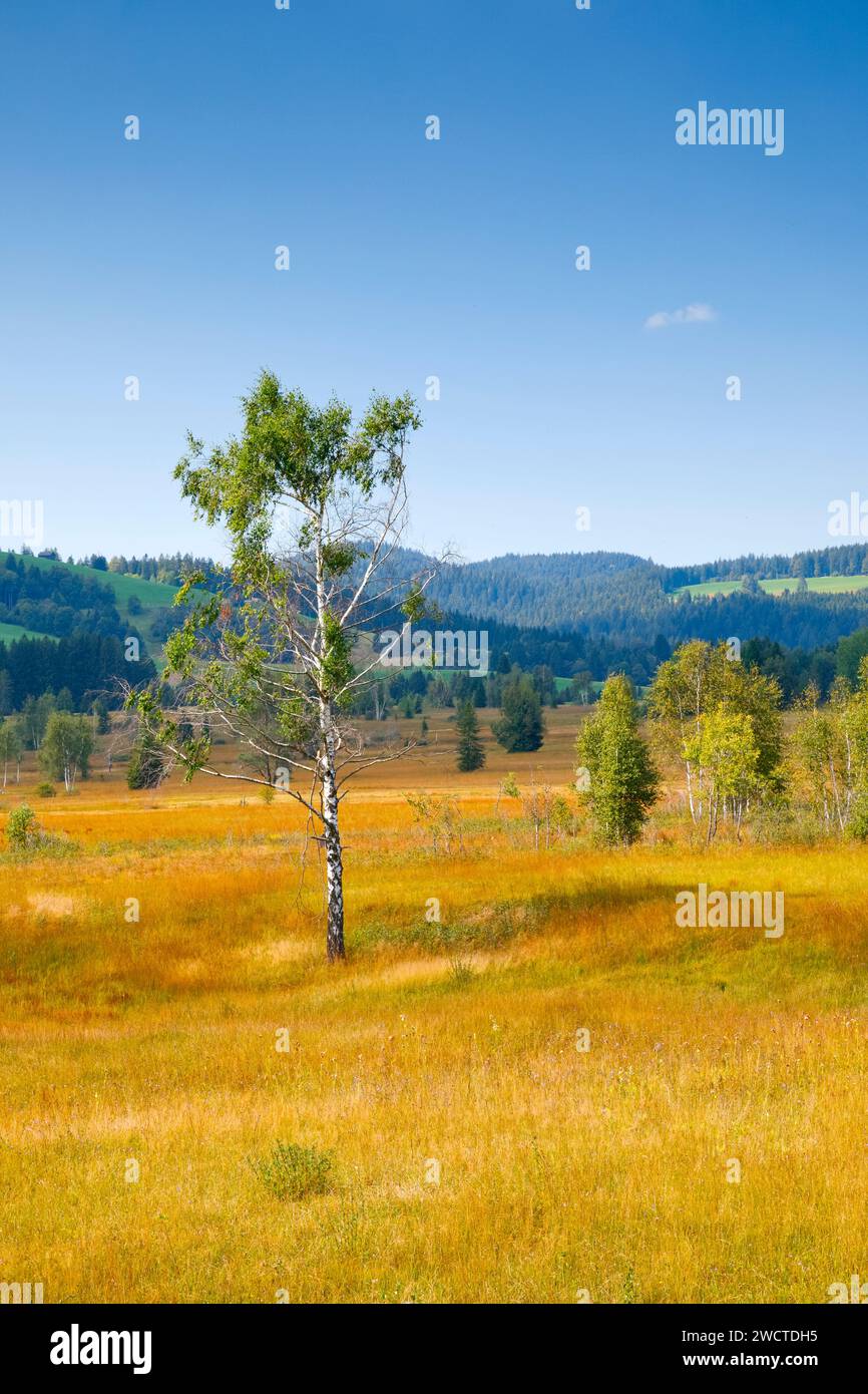 Blick über das Hochmoor Rothenthurm mit dem Ratenpass und Gotschalkenberg im Hintergrund, Kanton Schyz, Schweiz Foto de stock