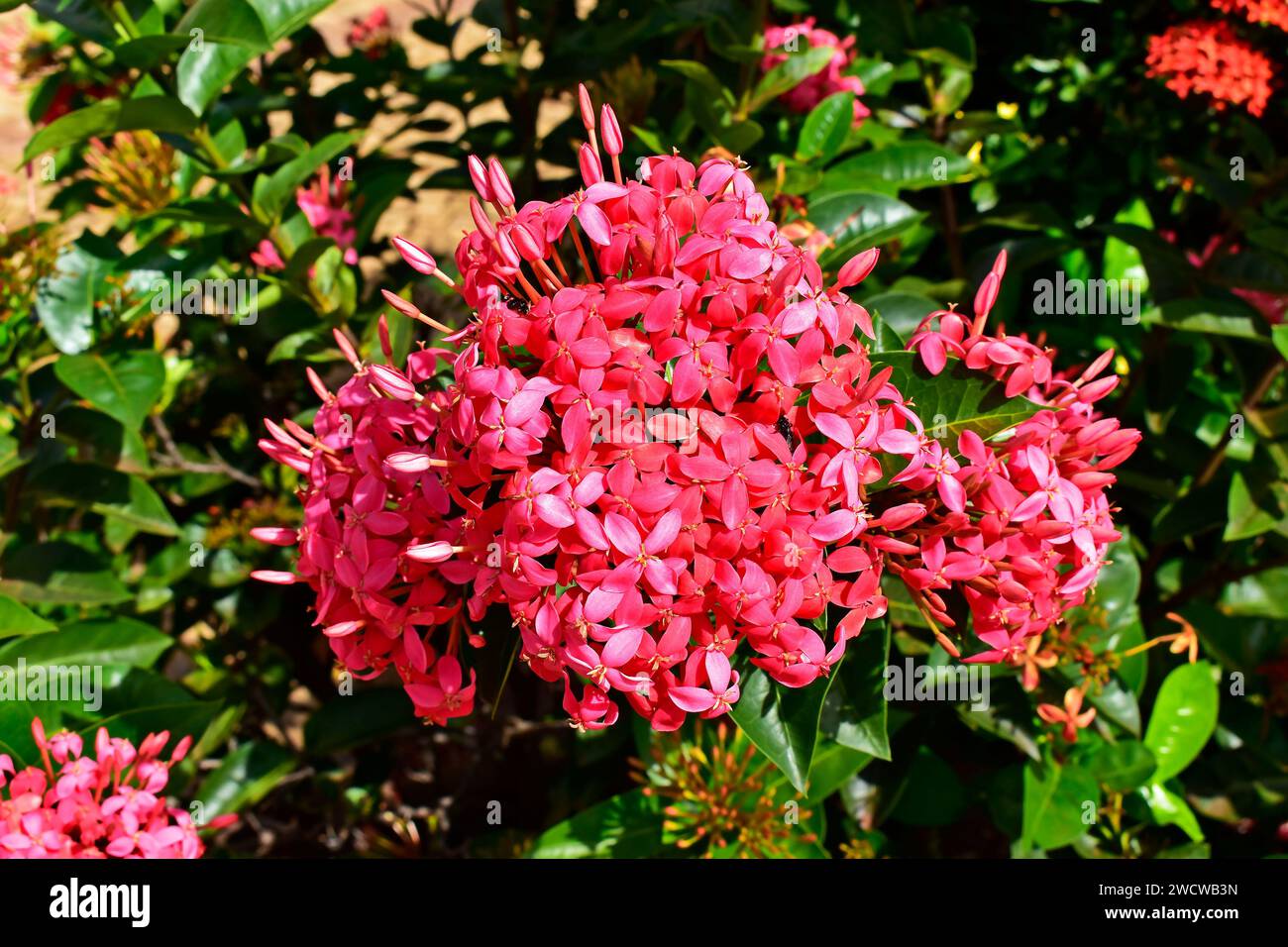 Flores rosadas de ixora (Ixora chinensis) en jardín tropical Foto de stock