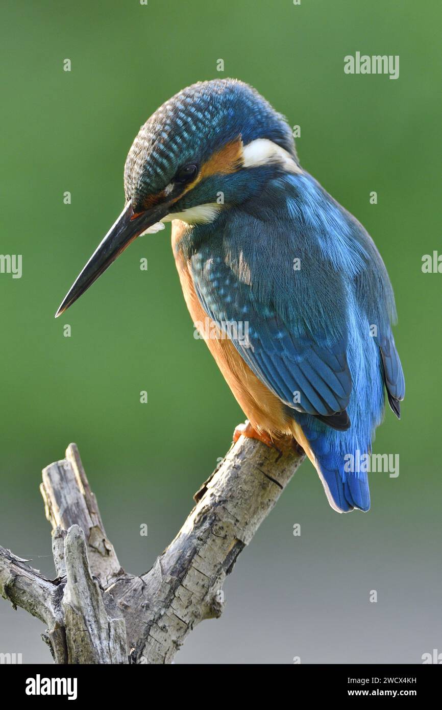 Francia, Doubs, vida silvestre, pájaro, europeo kingfisher (Alcedo atthis) Foto de stock