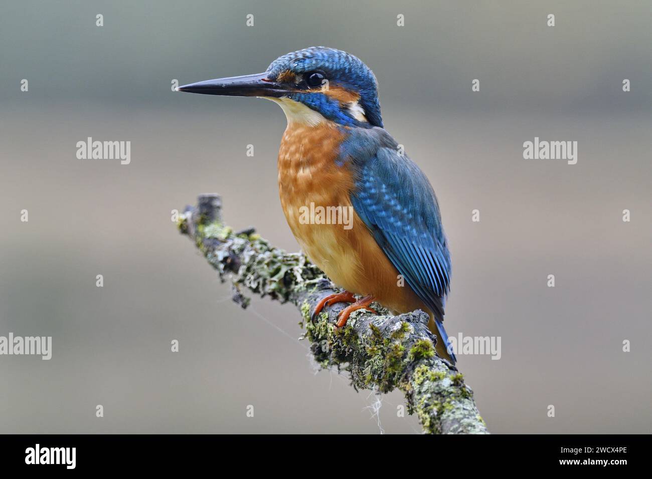 Francia, Doubs, vida silvestre, pájaro, europeo kingfisher (Alcedo atthis) Foto de stock