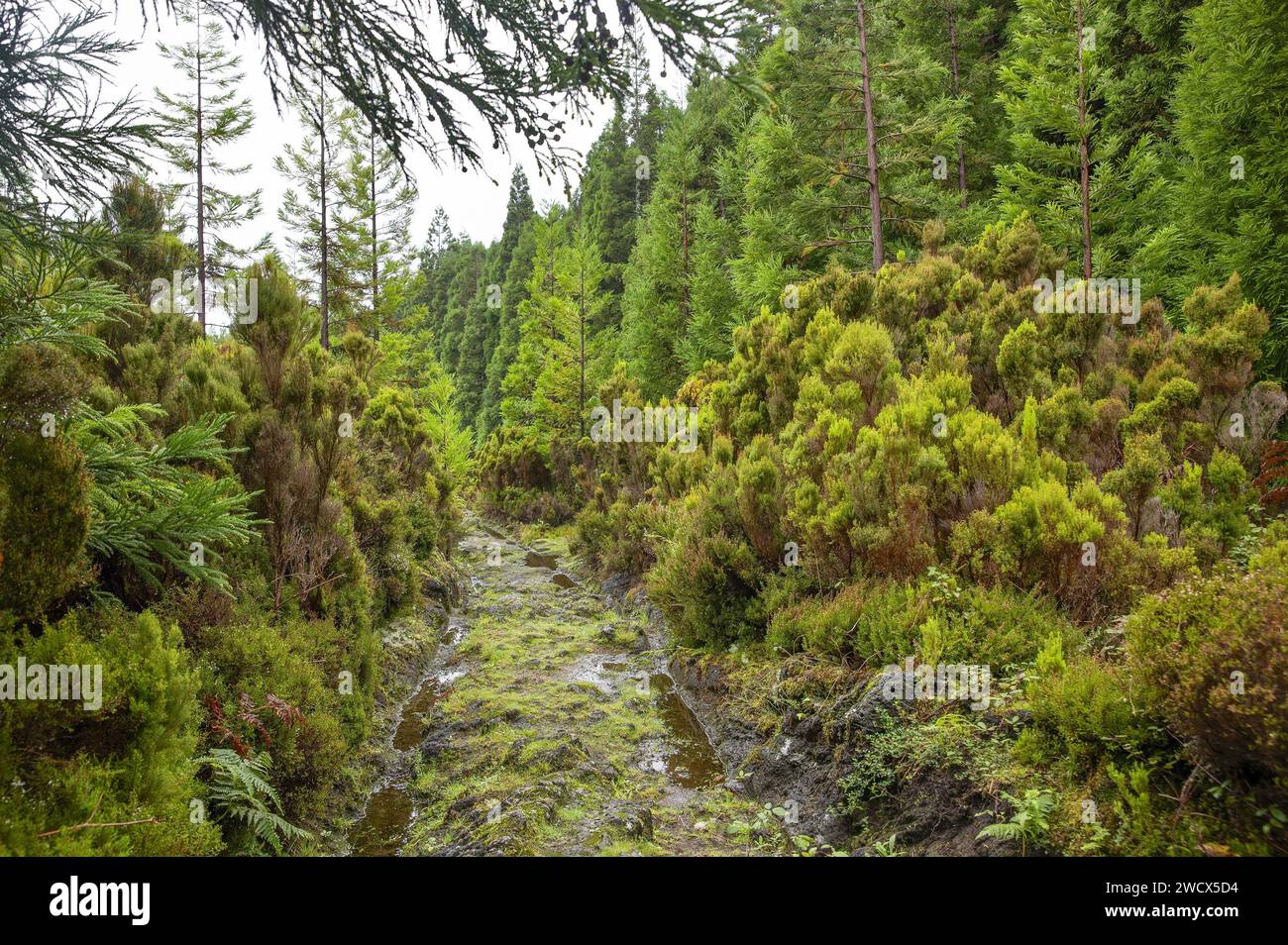 Portugal, archipiélago de las Azores, isla de Terceira, vegetación húmeda de bosques macaronésicos en la ruta de senderismo Passage das Bestas Foto de stock