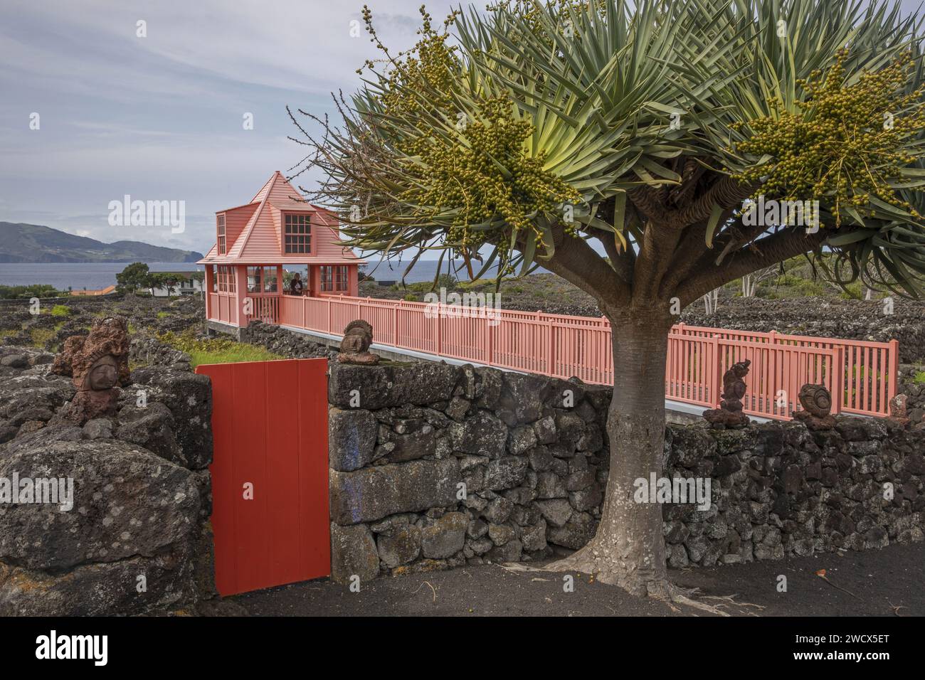 Portugal, archipiélago de las Azores, isla del Pico, museo del vino, dragón frente a un pabellón rojo situado en el centro de los viñedos rodeado de paredes de piedra de lava, frente al océano Foto de stock