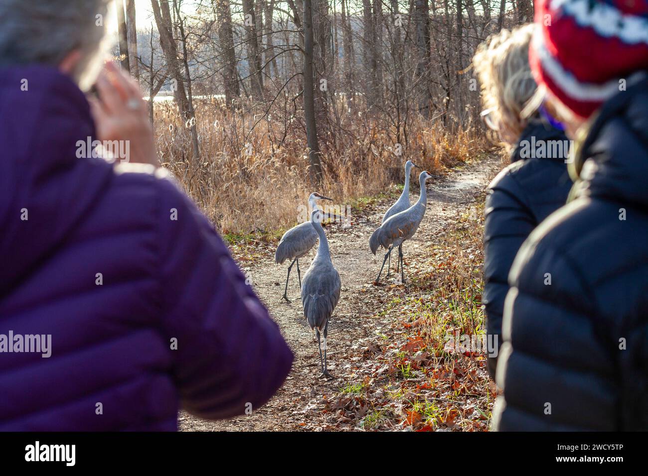 Milford, Michigan - Grúas de Sandhill (Antigone canadensis) en una ruta de senderismo en Kensington Metropark. Las aves en el parque han perdido gran parte de su fea Foto de stock
