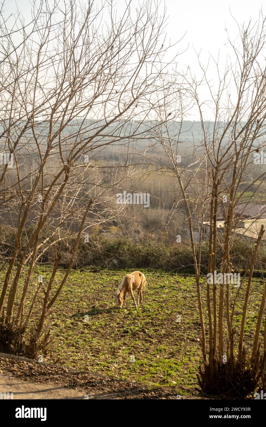 Un caballo pastoreando en Hevsel Gardens Hevsel Bahçeleri . Diyarbakır, Turquía Foto de stock