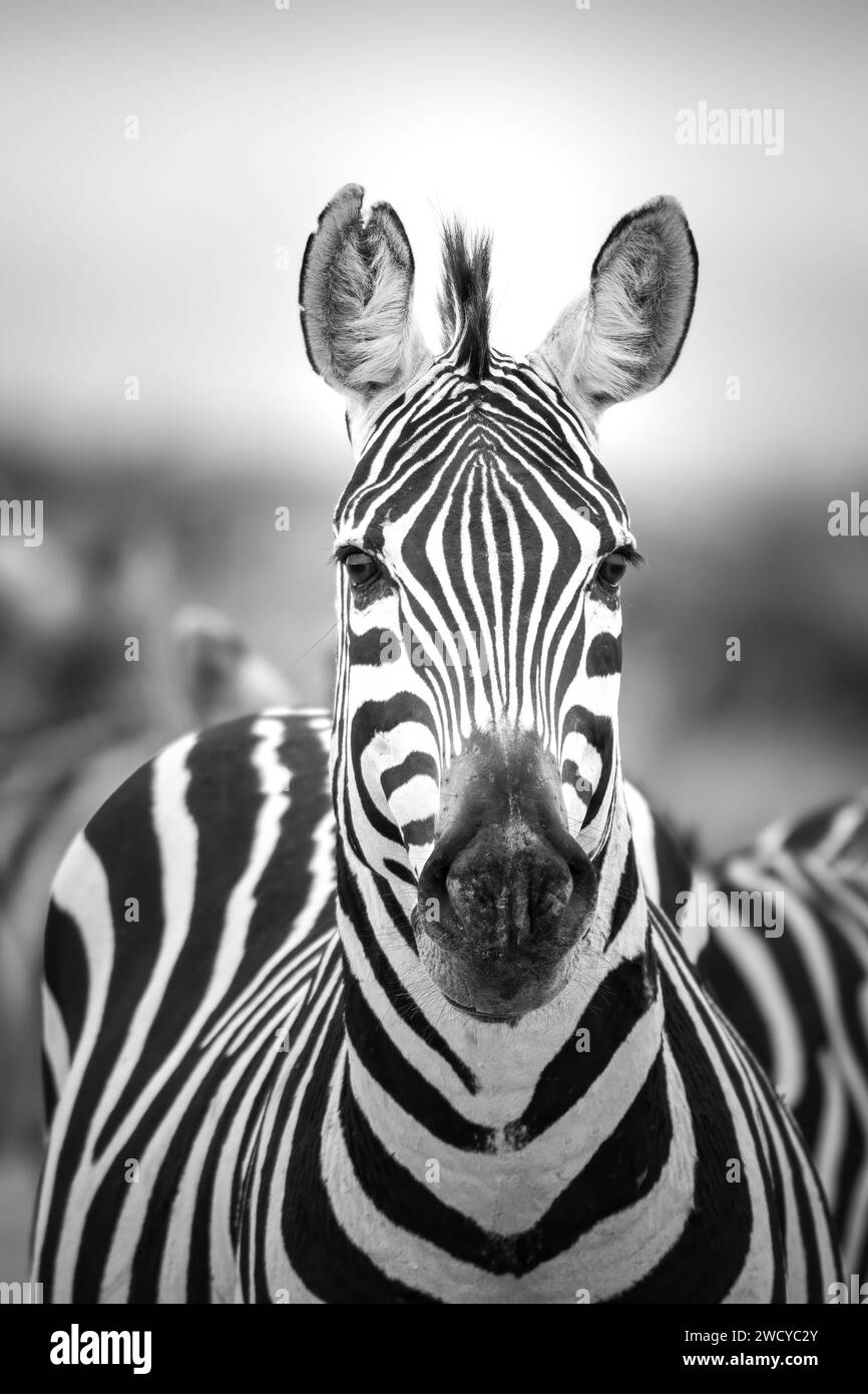 Retrato blanco y negro de cebra en la sabana de kenia Foto de stock