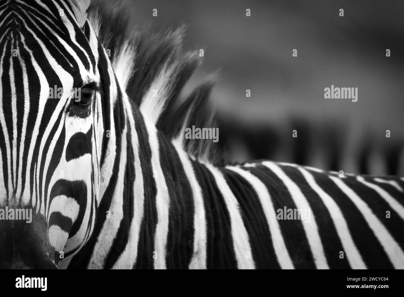 Retrato blanco y negro de cebra en la sabana de kenia Foto de stock