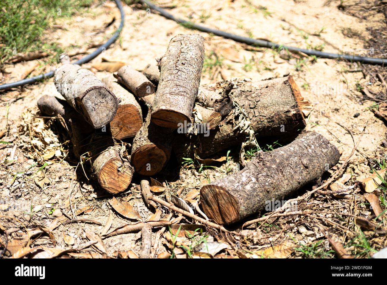 La madera fue cortada y apilada en el parque para preparar el movimiento. Foto de stock