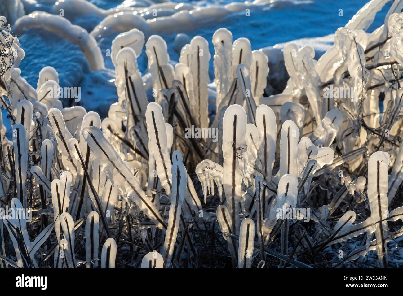 Harrison Twp., Estados Unidos. 17 de enero de 2024. Harrison Twp, Michigan - Vegetación cubierta de hielo en la orilla del lago St Clair después de una fuerte tormenta fue seguida por fuertes vientos y temperaturas que caían en picado. Crédito: Jim West/Alamy Live News Foto de stock