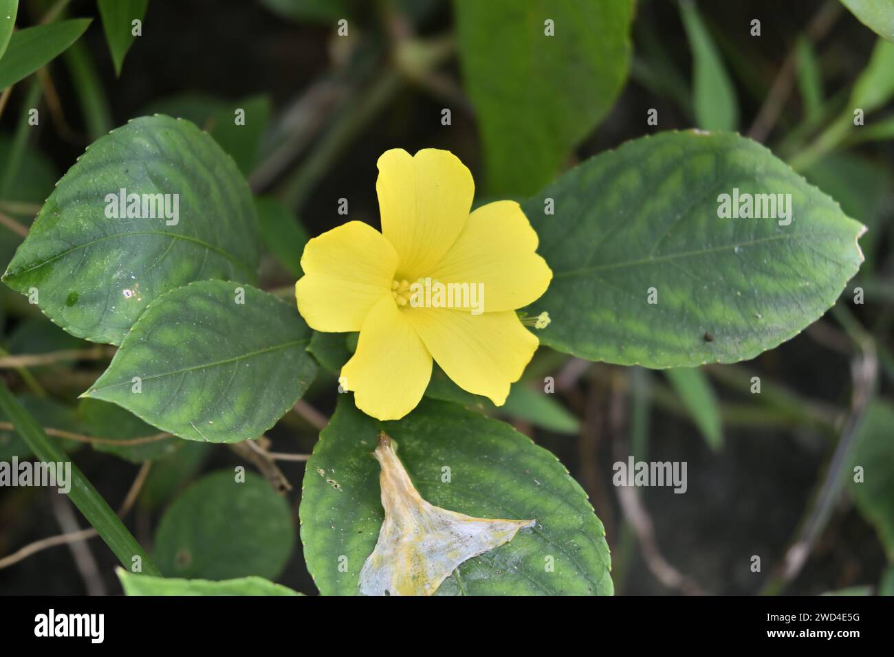 Vista de una flor delgada de cinco pétalos en forma de trompeta de color amarillo, pertenece al género Reinwardtia. Una flor marchita y estropeada ha caído sobre una l verde Foto de stock