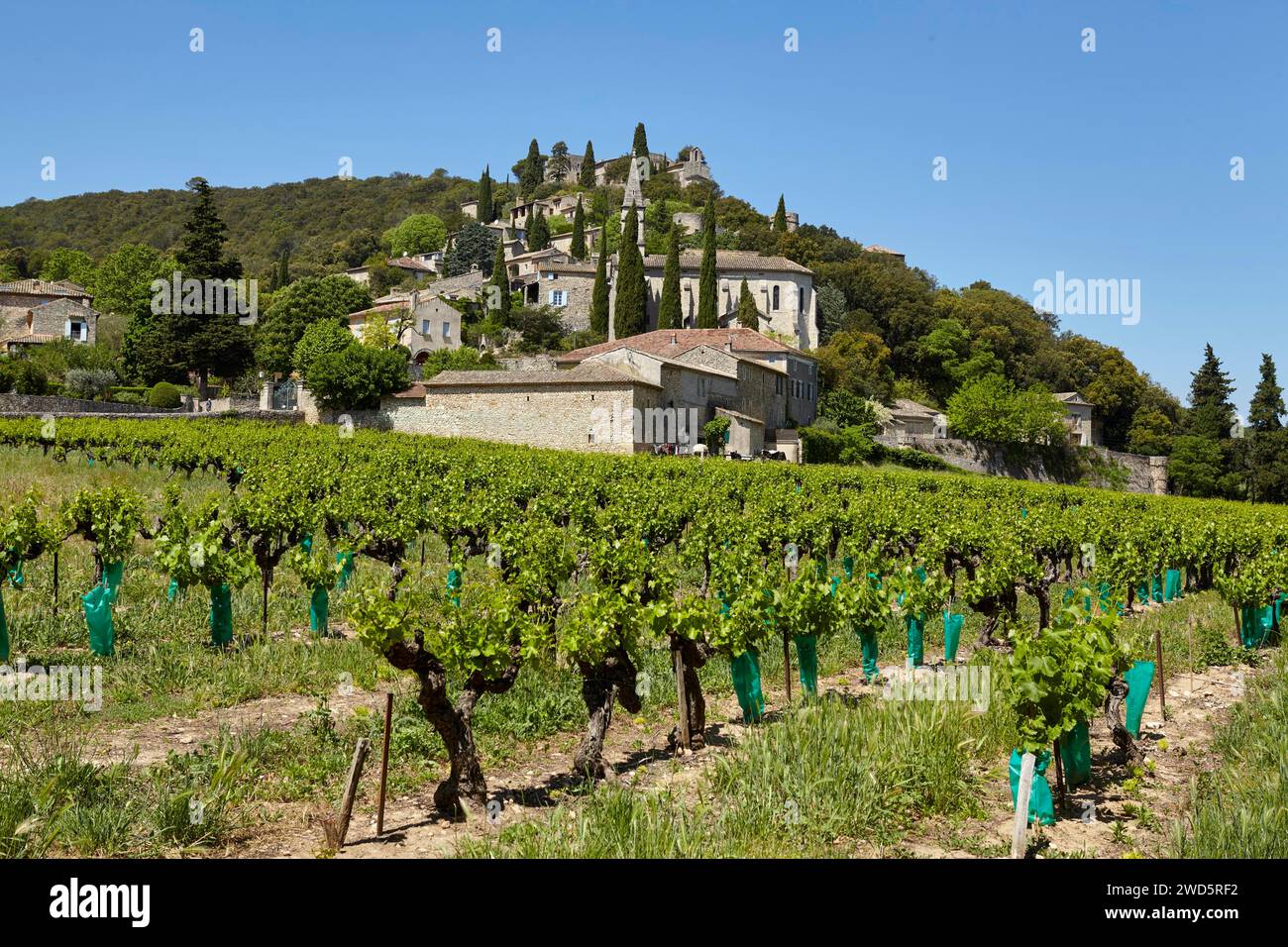 Campo con viñas (Vitis vinifera) y la comuna de La Roque-sur-Ceze construida en una colina, departamento de Gard, región de Occitanie, Francia Foto de stock