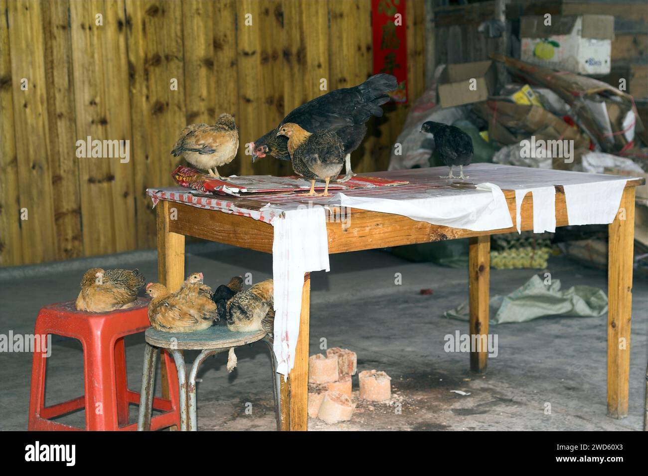 龙胜镇 (龙胜县) 中國 Longsheng, Dazhai Longji Ping'an Zhuang, China; Una gallina con pollitos caminando sobre la mesa; Eine Henne mit Küken läuft auf dem Tisch Foto de stock