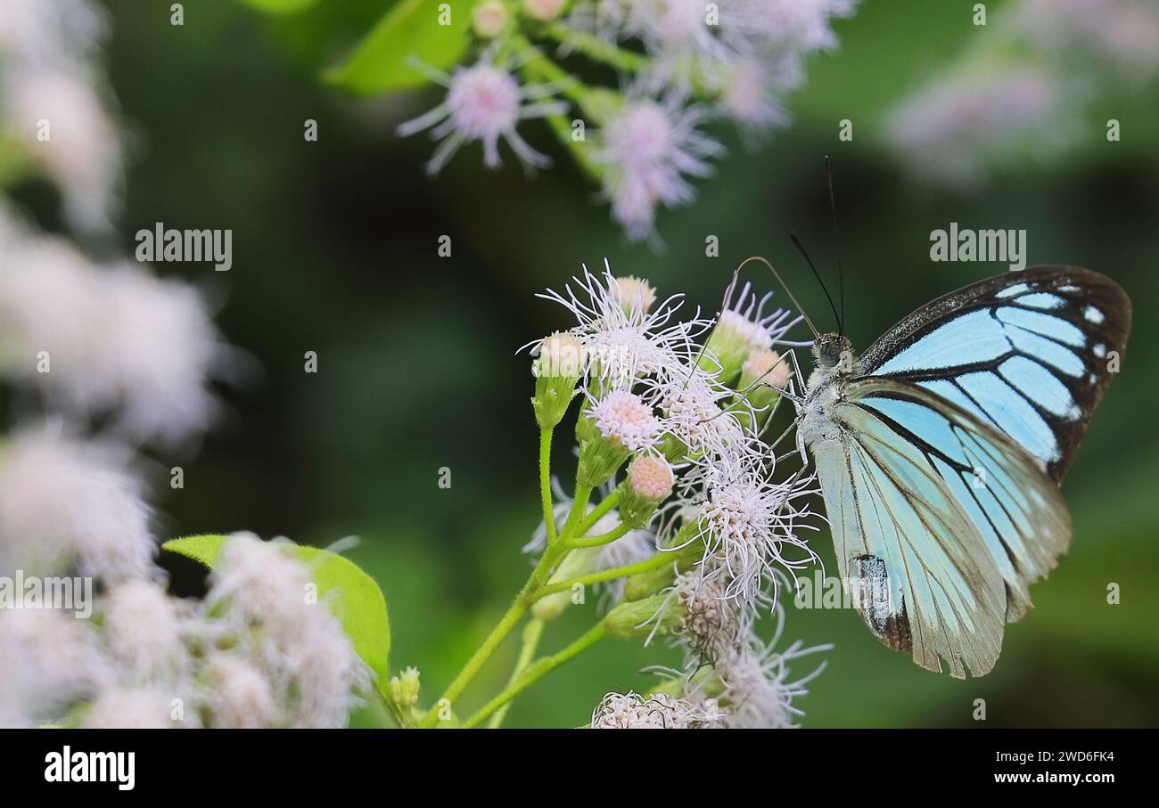 hermosa mariposa común errante (pareronia valeria) estacionada en la flor y polinización de la flor, mañana soleada en primavera, jardín de mariposas Foto de stock