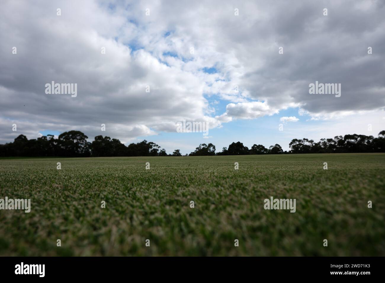 Campo deportivo cubierto de hierba desde abajo con árboles y nubes en el cielo en la distancia Foto de stock