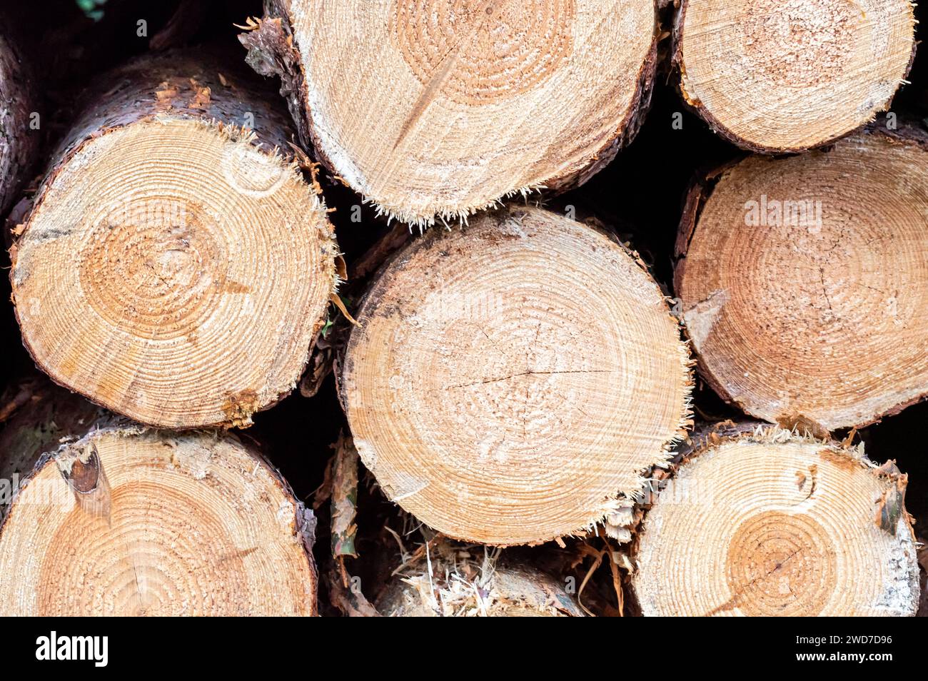 Un primer plano de una pila apilada de troncos de madera Foto de stock
