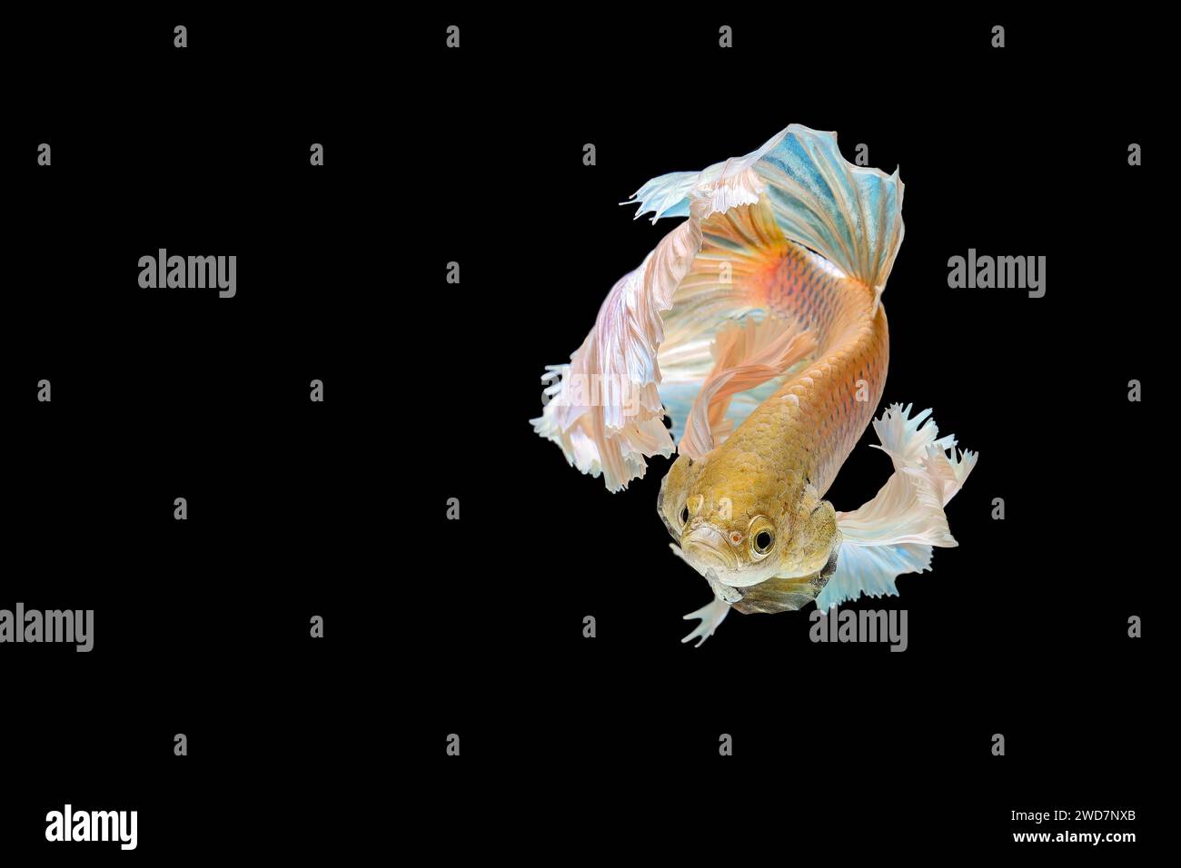 Pez betta amarillo nadando en el acuario Foto de stock